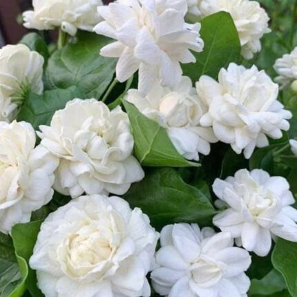 Fresh plants & flowers