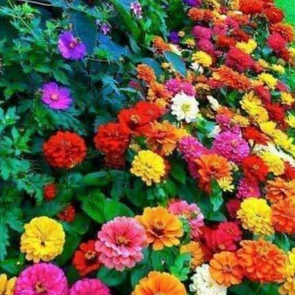 Fresh plants