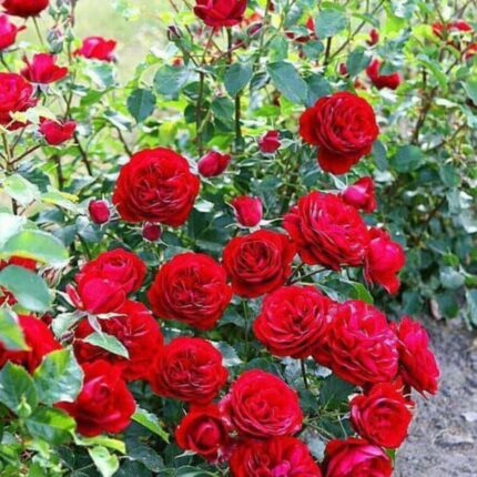 Fresh flowers & plants