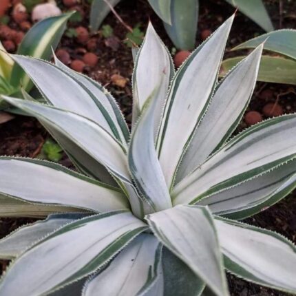 Silver Agave