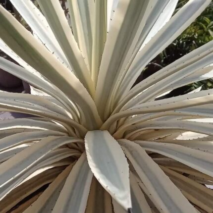 Agave