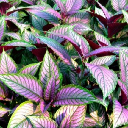 Persian shield