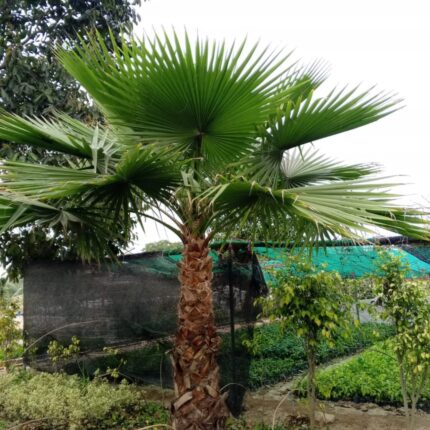 Wall palm