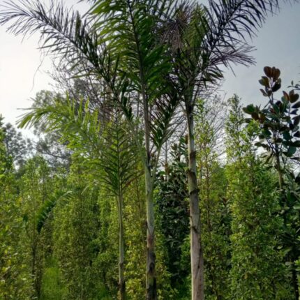 Foxtail palm
